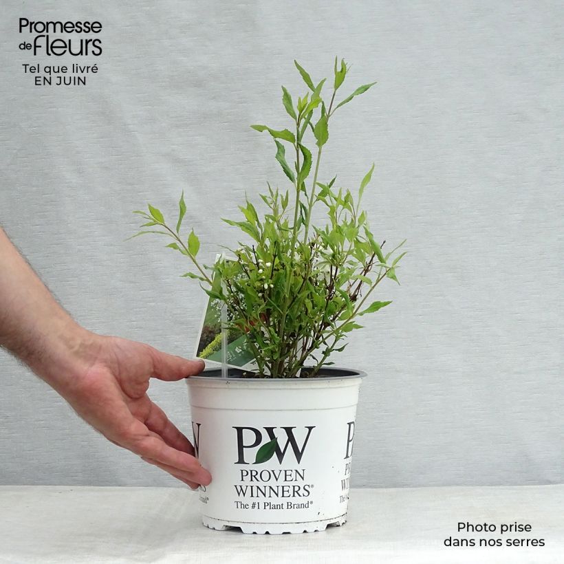 Spécimen de Deutzia Yuki Snowflake - Deutzie Pot de 2L/3L tel que livré en été
