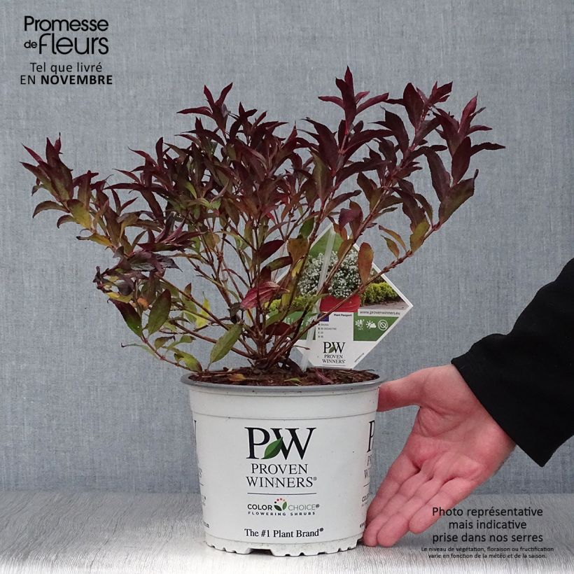 Spécimen de Deutzia Yuki Snowflake - Deutzie tel que livré en automne