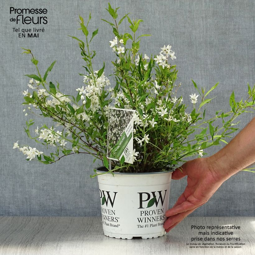 Spécimen de Deutzia Yuki Snowflake - Deutzie Pot de 2L/3L tel que livré au printemps