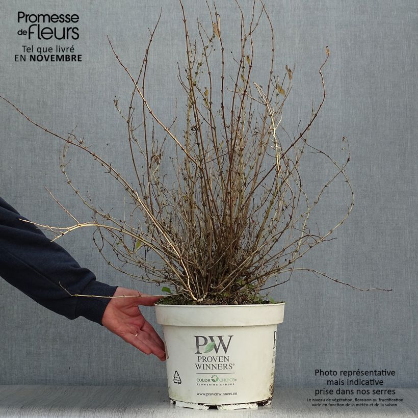 Spécimen de Deutzia Yuki Snowflake - Deutzie tel que livré en automne