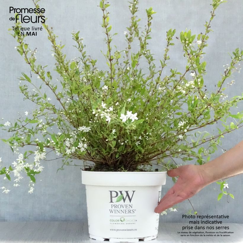 Spécimen de Deutzia Yuki Snowflake - Deutzie en pot de 7,5l/10l tel que livré au printemps
