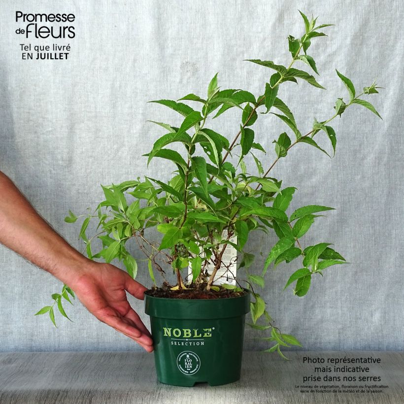 Spécimen de Deutzia compacta Lavender Time - Deutzie Pot de 3L/4L tel que livré en été