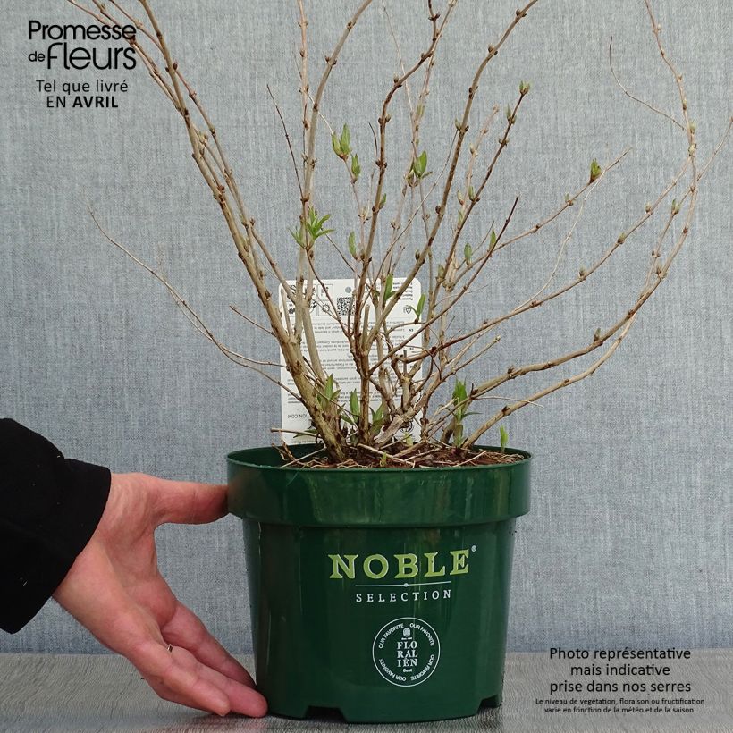Spécimen de Deutzia compacta Lavender Time - Deutzie en pot de 3/4L tel que livré au printemps