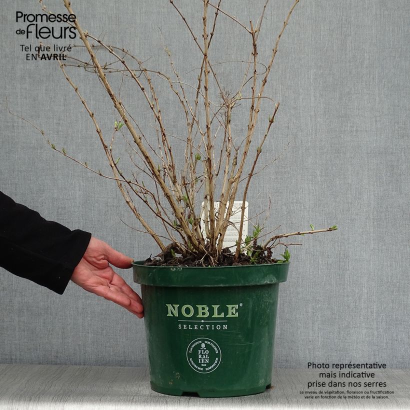 Spécimen de Deutzia compacta Lavender Time - Deutzie en pot de 7,5l/10l tel que livré au printemps