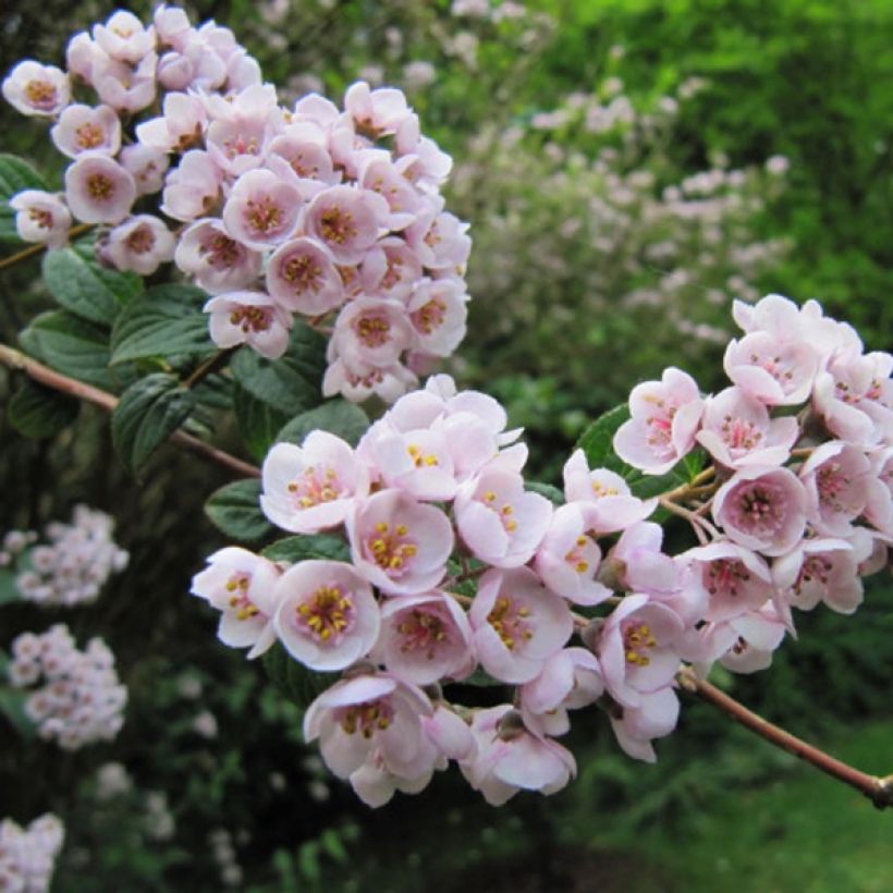 Deutzia compacta Lavender Time - Deutzie (Floraison)