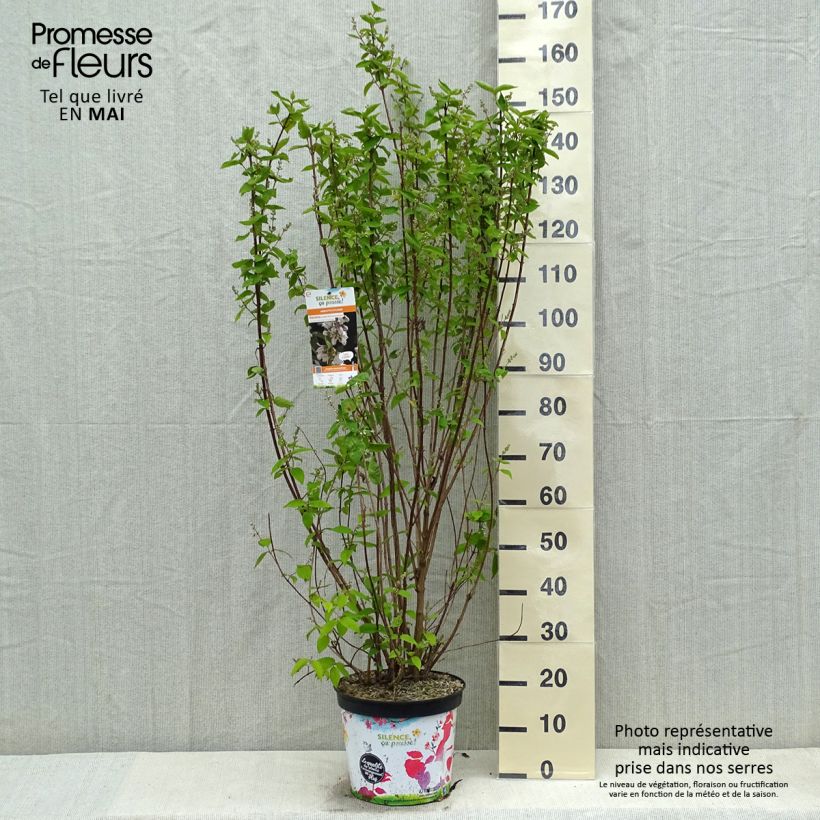 Spécimen de Deutzia crenata Pride of Rochester 60/80cm en pot de 10L. tel que livré au printemps
