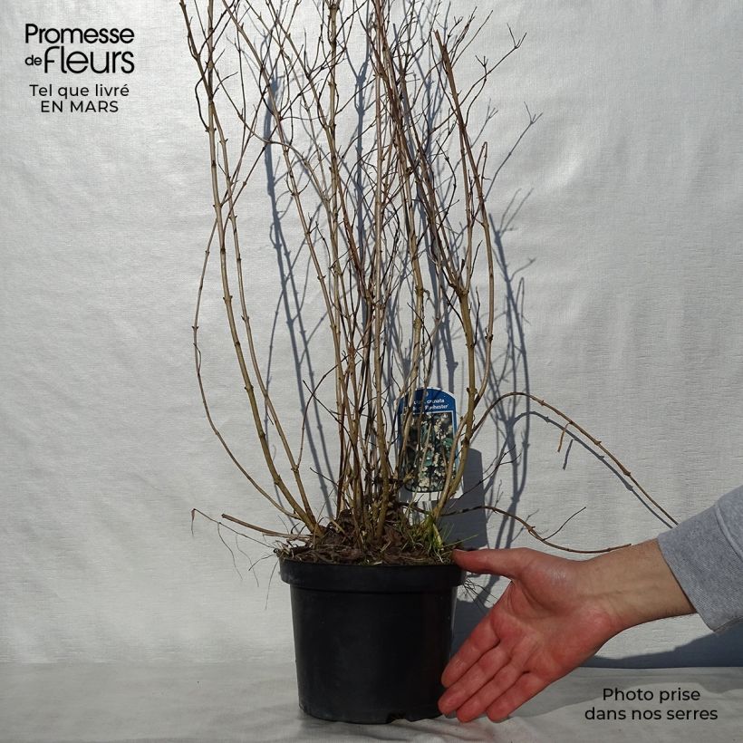 Spécimen de Deutzia crenata Pride of Rochester Pot de 3L. - Deutzie tel que livré au printemps