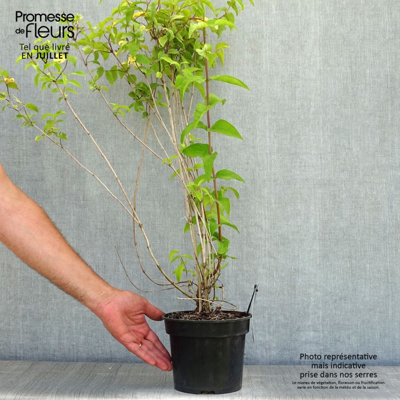 Spécimen de Deutzia crenata Pride of Rochester Pot de 2L/3L tel que livré en été