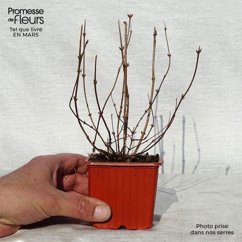 Spécimen de Deutzia crenata Pride of Rochester en godet de 9cm tel que livré au printemps