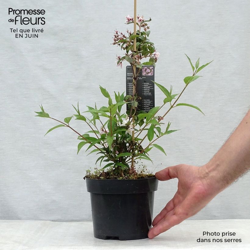 Spécimen de Deutzia elegantissima Rosealind Pot de 2L/3L tel que livré en été