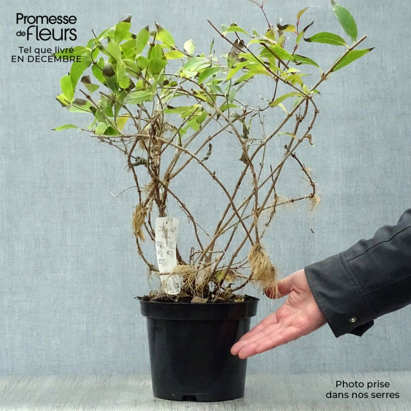 Spécimen de Deutzia gracilis - Deutzie tel que livré en hiver
