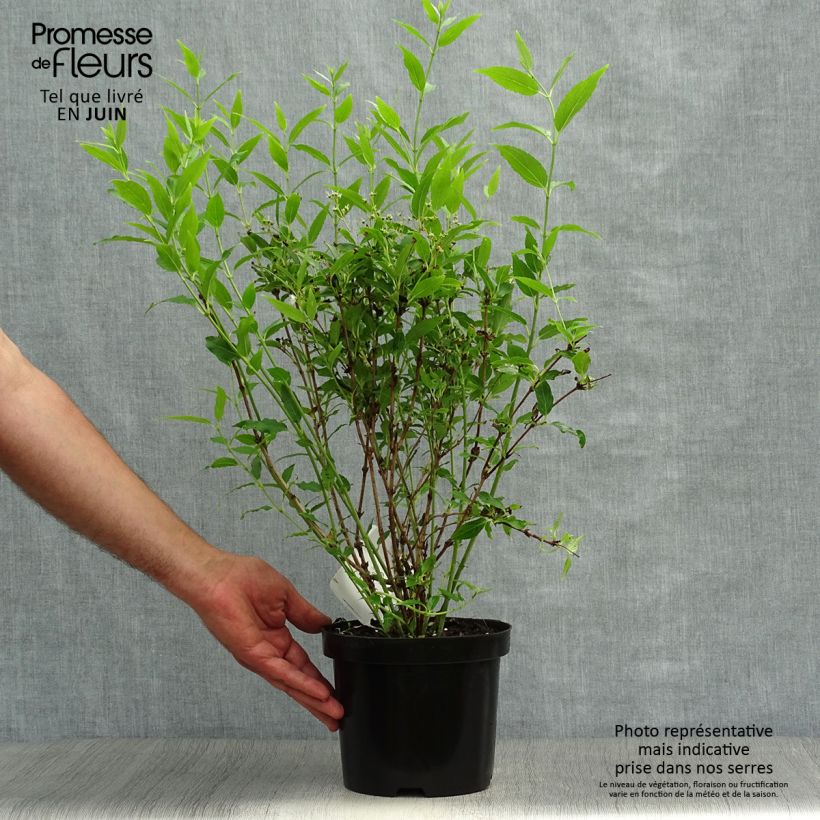 Spécimen de Deutzia gracilis - Deutzie Pot de 2L/3L tel que livré en été