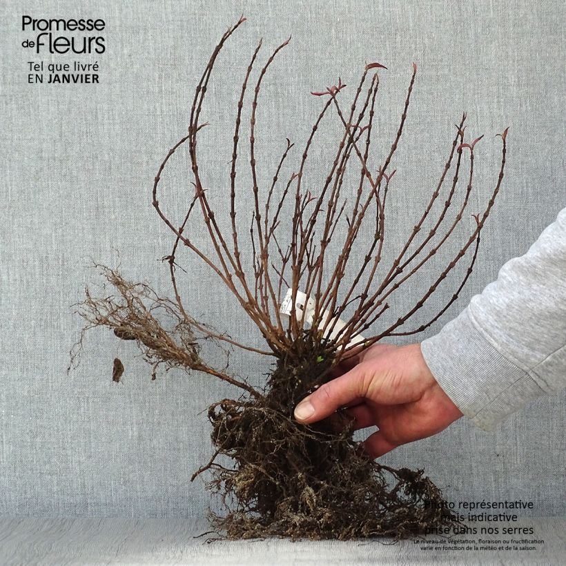 Spécimen de Deutzia gracilis - Deutzie en racines nues tel que livré en hiver