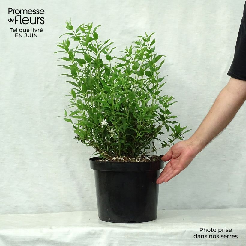 Spécimen de Deutzia gracilis Nikko Pot de 7,5L/10L tel que livré en été