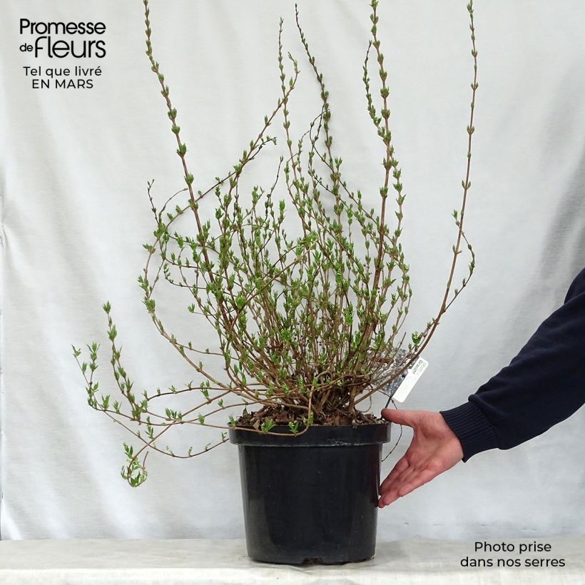 Spécimen de Deutzia gracilis Nikko 40/50cm en pot de 10L tel que livré au printemps