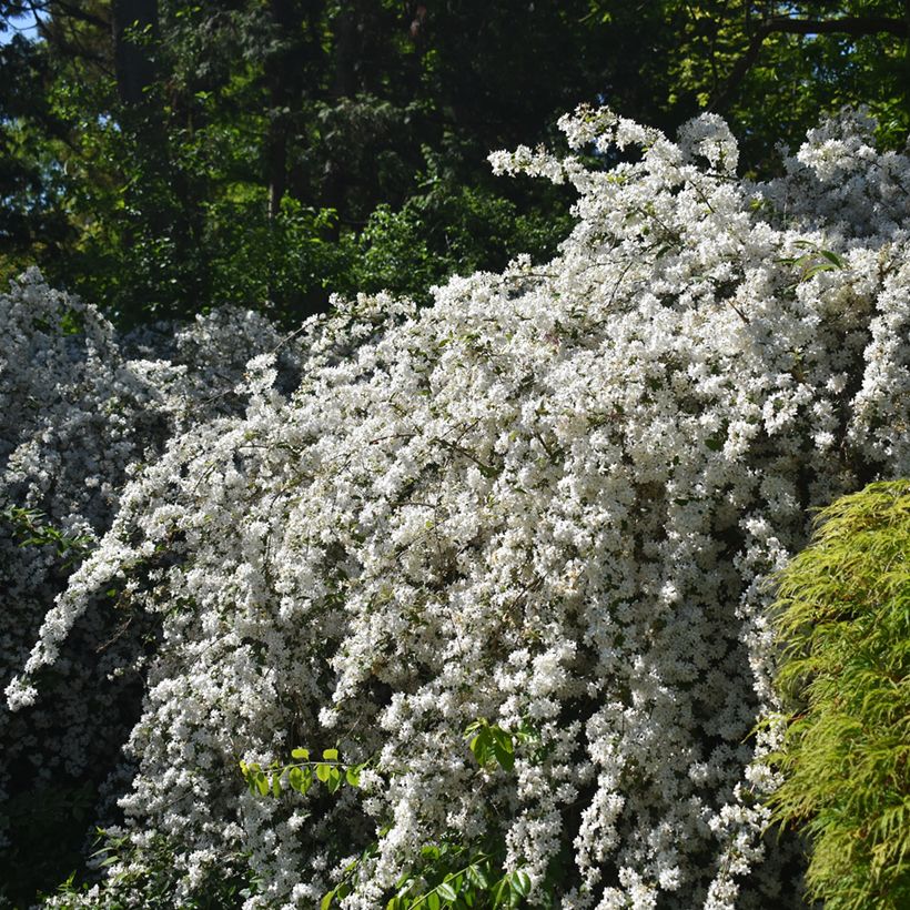 Deutzia gracilis Nikko (Port)