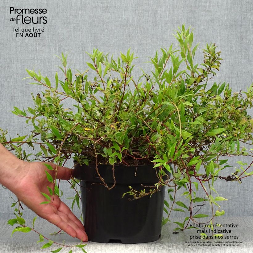 Spécimen de Deutzia gracilis Nikko Pot de 2L/3L tel que livré en été