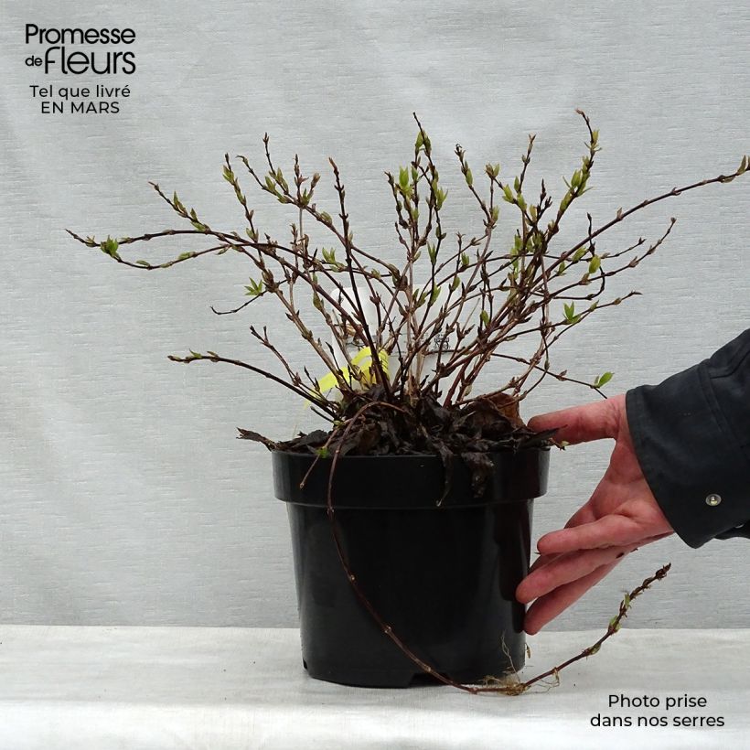 Spécimen de Deutzia gracilis Nikko en pot de 2L  - Deutzie tel que livré au printemps
