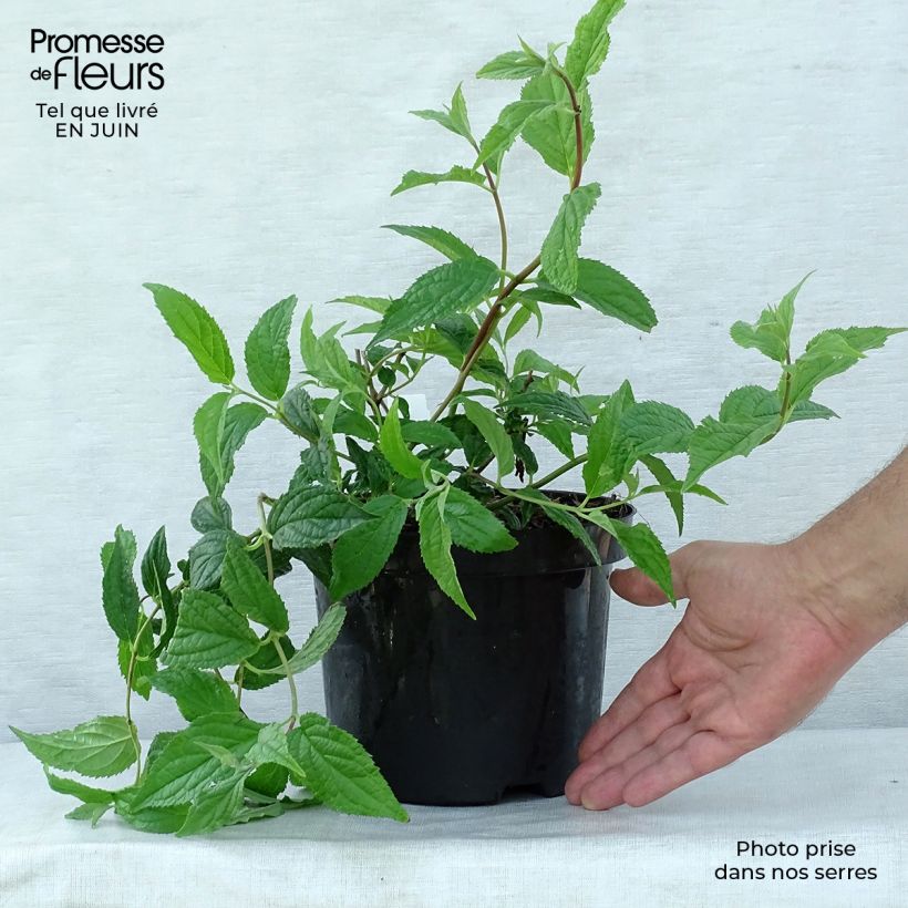 Spécimen de Deutzia hybride Mont Rose - Deutzie Pot de 2L/3L tel que livré en été