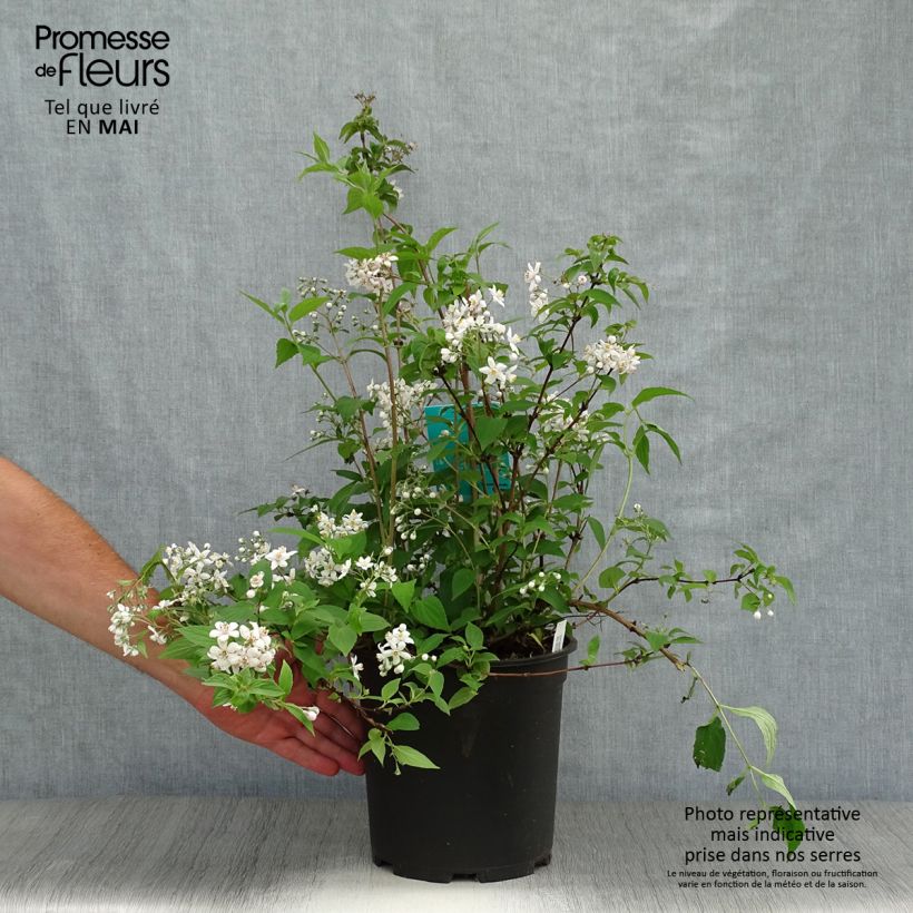 Spécimen de Deutzia hybride Mont Rose - Deutzie tel que livré au printemps