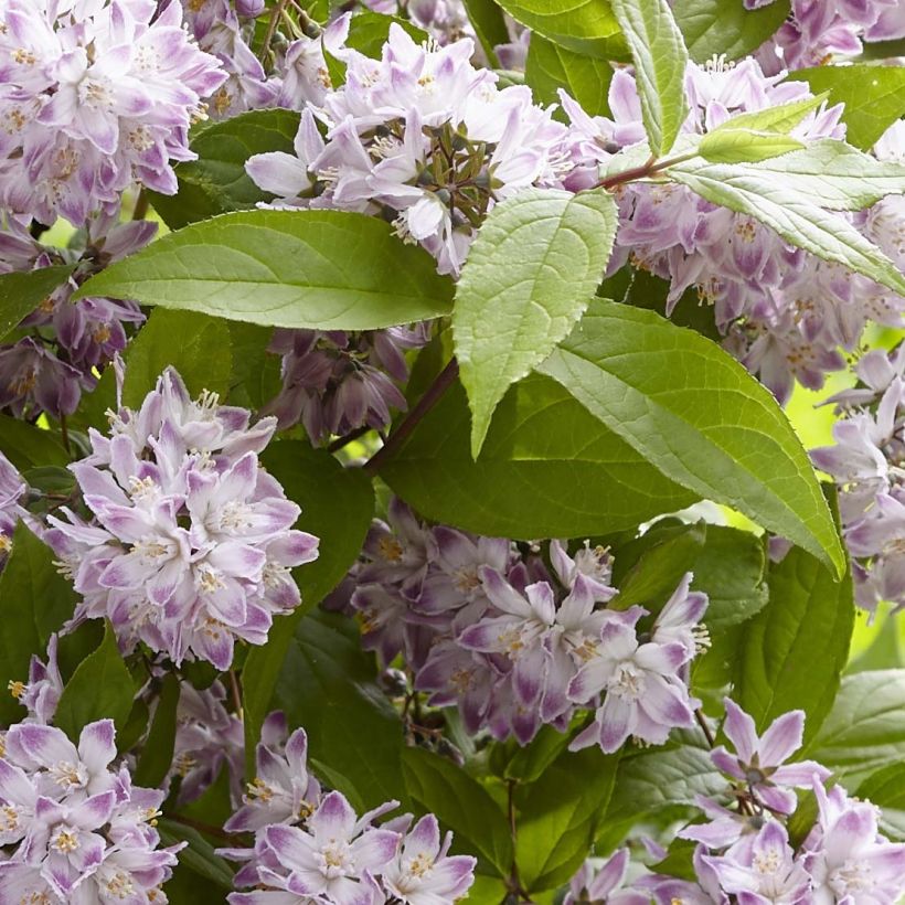 Deutzia hybride Raspberry Sundae - Deutzie (Feuillage)