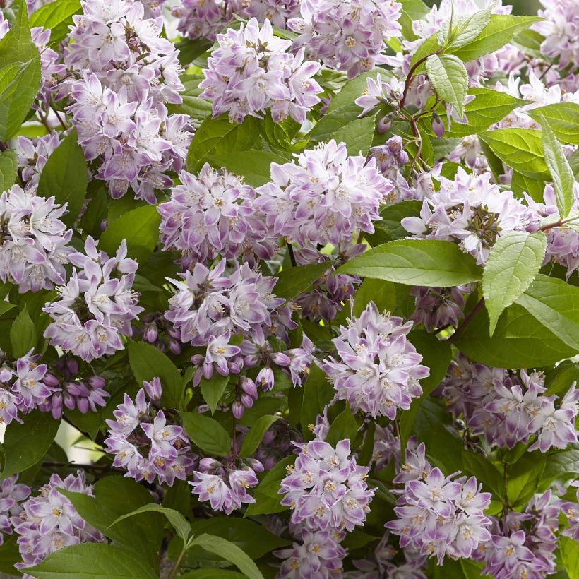 Deutzia hybride Raspberry Sundae - Deutzie (Floraison)