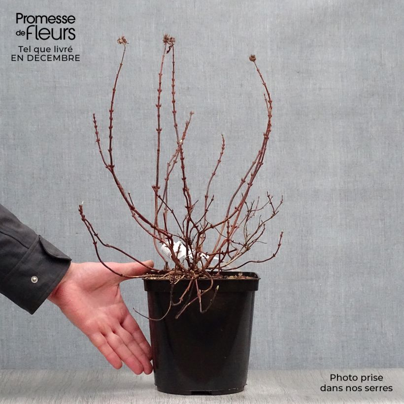 Spécimen de Deutzia hybride Raspberry Sundae - Deutzie tel que livré en hiver