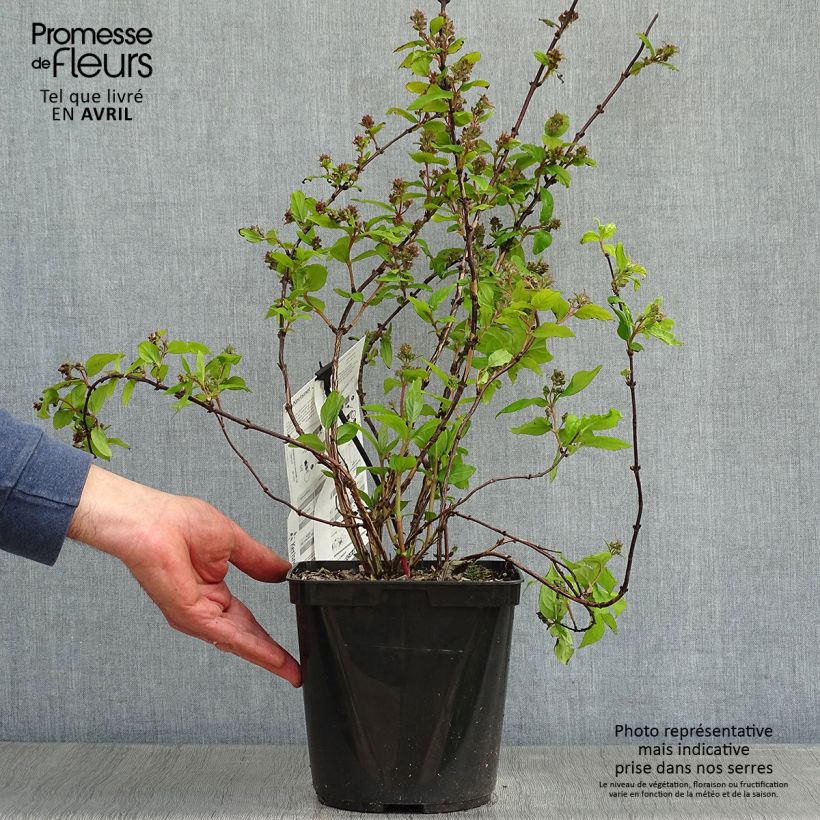 Spécimen de Deutzia hybride Raspberry Sundae - Deutzie en pot de 3/4L tel que livré au printemps