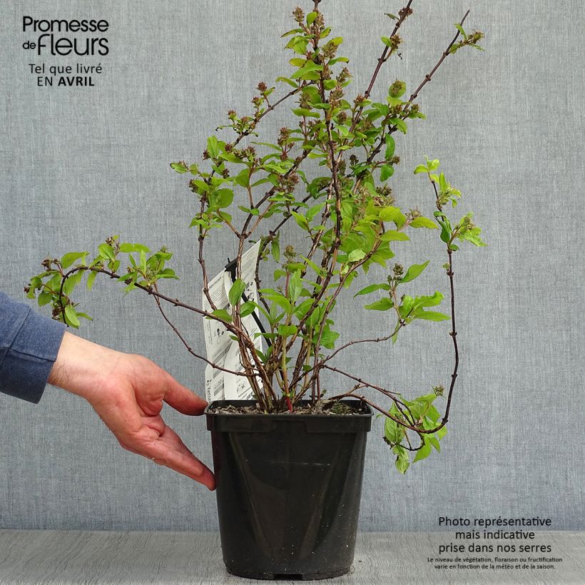 Spécimen de Deutzia hybride Raspberry Sundae - Deutzie tel que livré au printemps