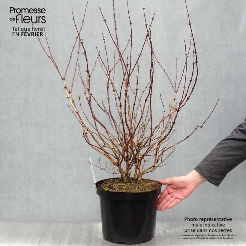 Spécimen de Deutzia hybride Raspberry Sundae - Deutzie tel que livré en hiver