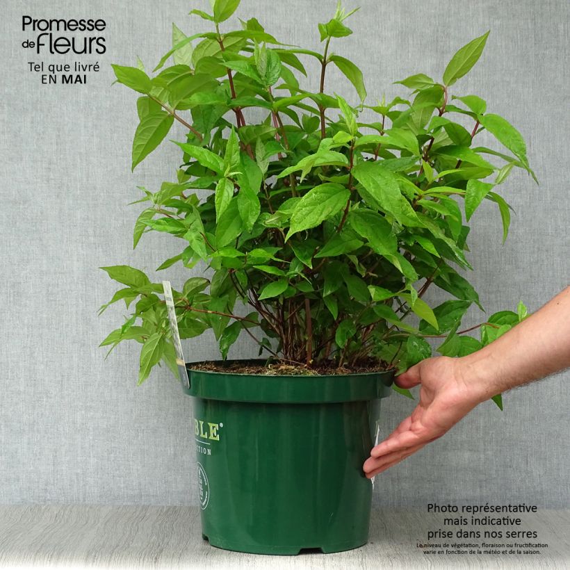 Spécimen de Deutzia hybride Raspberry Sundae - Deutzie en pot de 7,5l/10l tel que livré au printemps