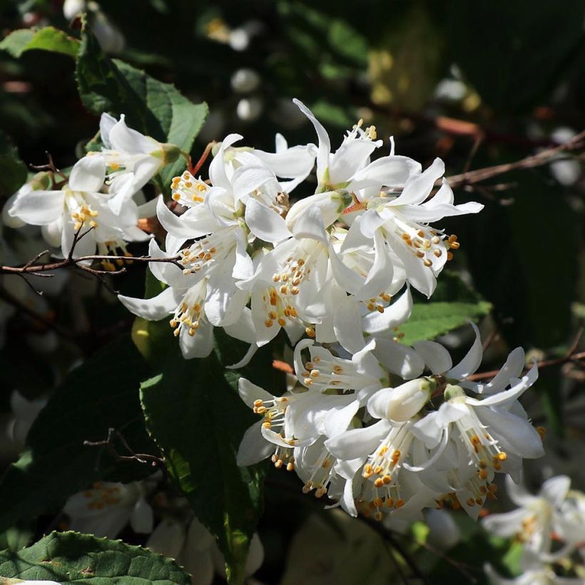 Deutzia magnifica - Deutzie (Floraison)