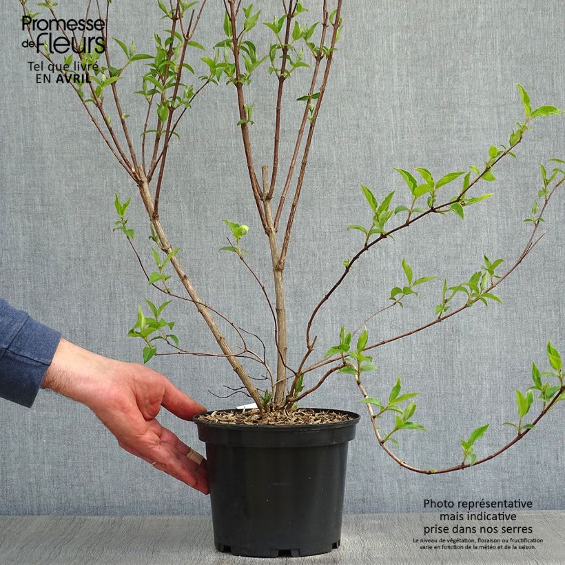 Spécimen de Deutzia magnifica - Deutzie livré en pot de 2L/3L tel que livré au printemps
