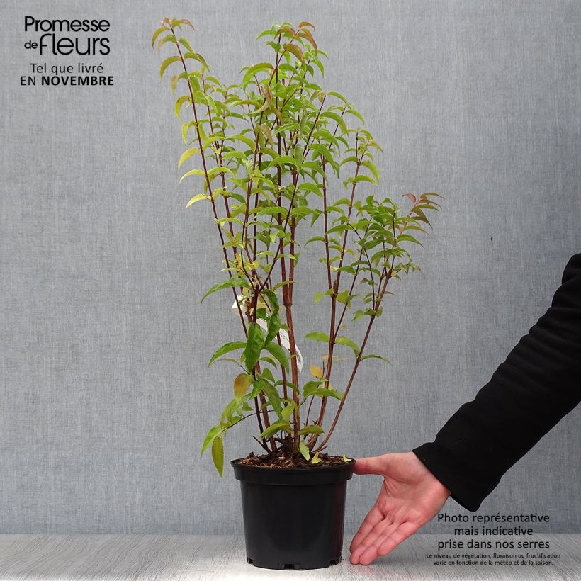 Spécimen de Deutzia magnifica - Deutzie Pot de 2L/3L tel que livré en automne