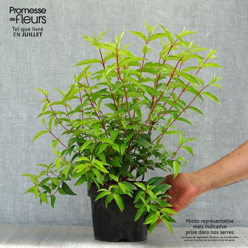 Spécimen de Deutzia pulchra Pot de 2L/3L tel que livré en été