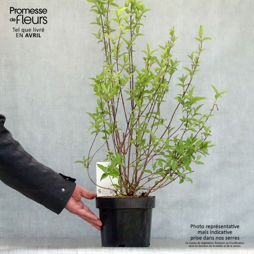 Spécimen de Deutzia pulchra tel que livré au printemps