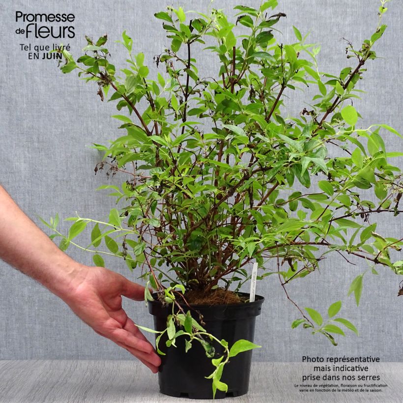 Spécimen de Deutzia purpurascens Kalmiiflora - Deutzie Pot de 3L/4L tel que livré en été