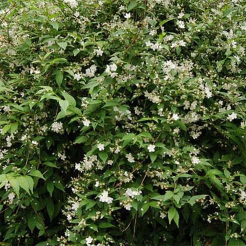 Deutzia rosea Campanulata (Feuillage)