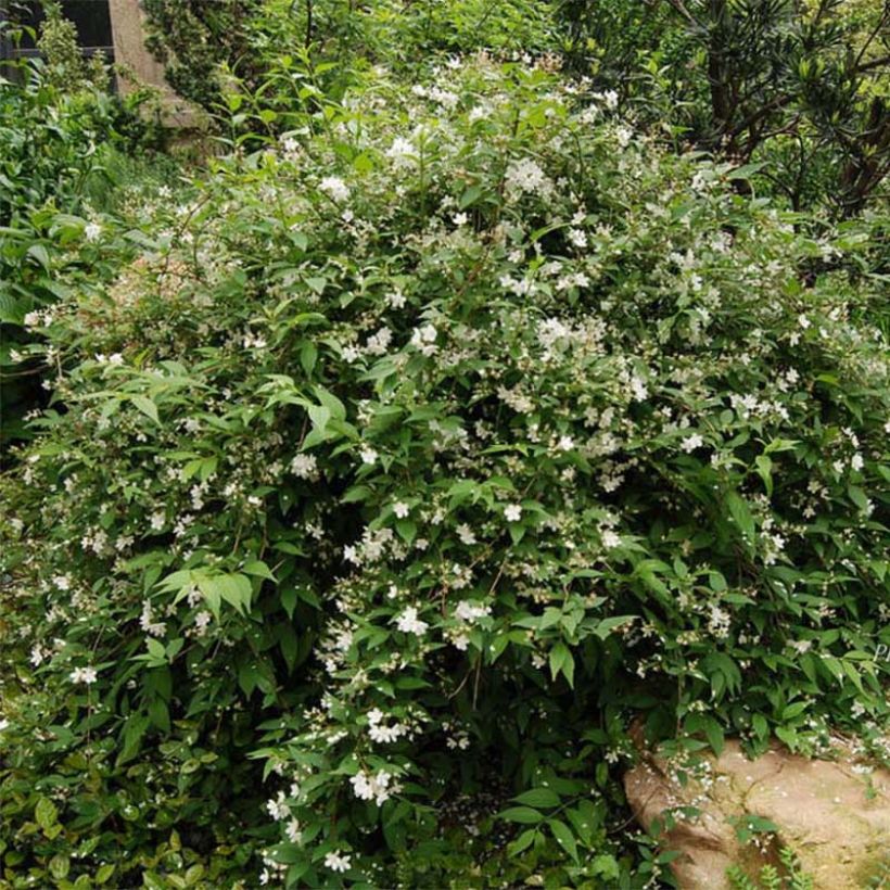 Deutzia rosea Campanulata (Port)