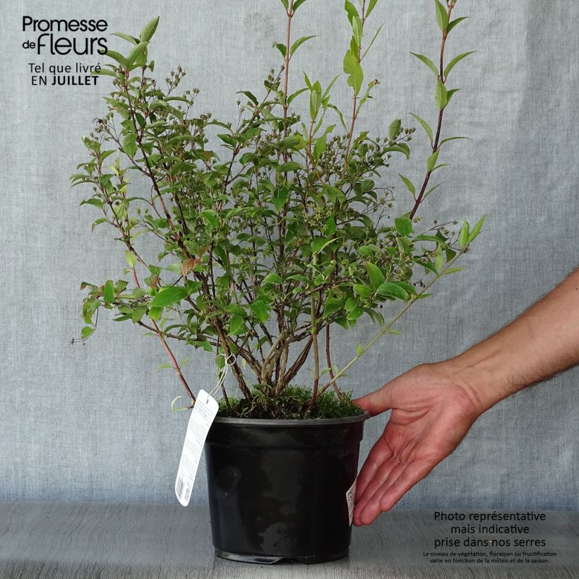 Spécimen de Deutzia rosea Campanulata Pot de 2L/3L tel que livré en été
