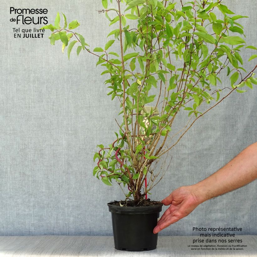 Spécimen de Deutzia scabra Codsall Pink - Deutzie Pot de 2L/3L tel que livré en été