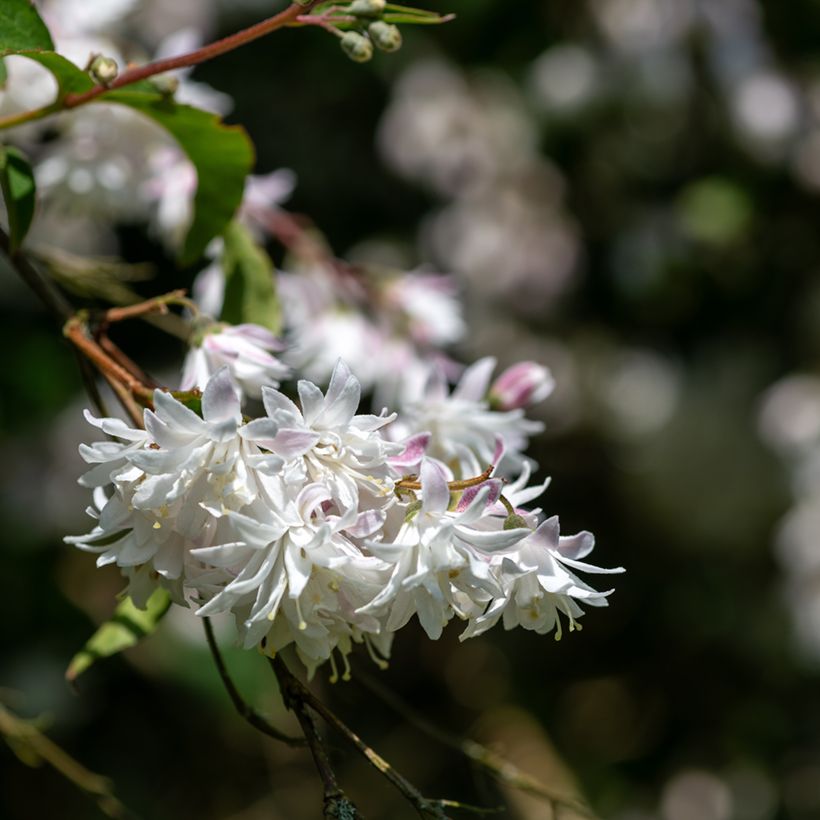 Deutzia scabra Codsall Pink - Deutzie (Floraison)
