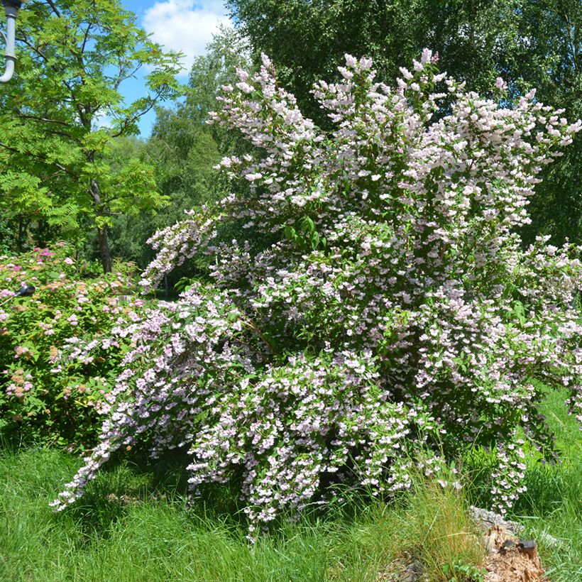 Deutzia scabra Codsall Pink - Deutzie (Port)