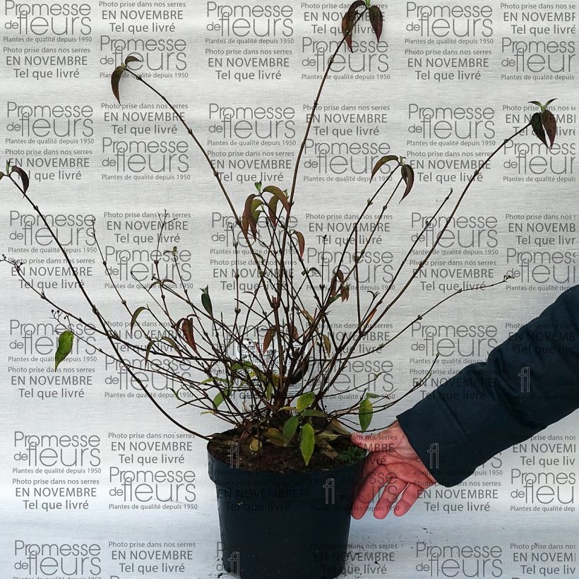 Spécimen de Deutzia setchuenensis Corymbiflora tel que livré en printemps