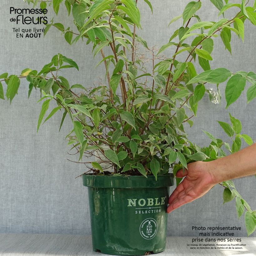 Spécimen de Deutzia setchuenensis Corymbiflora tel que livré en ete