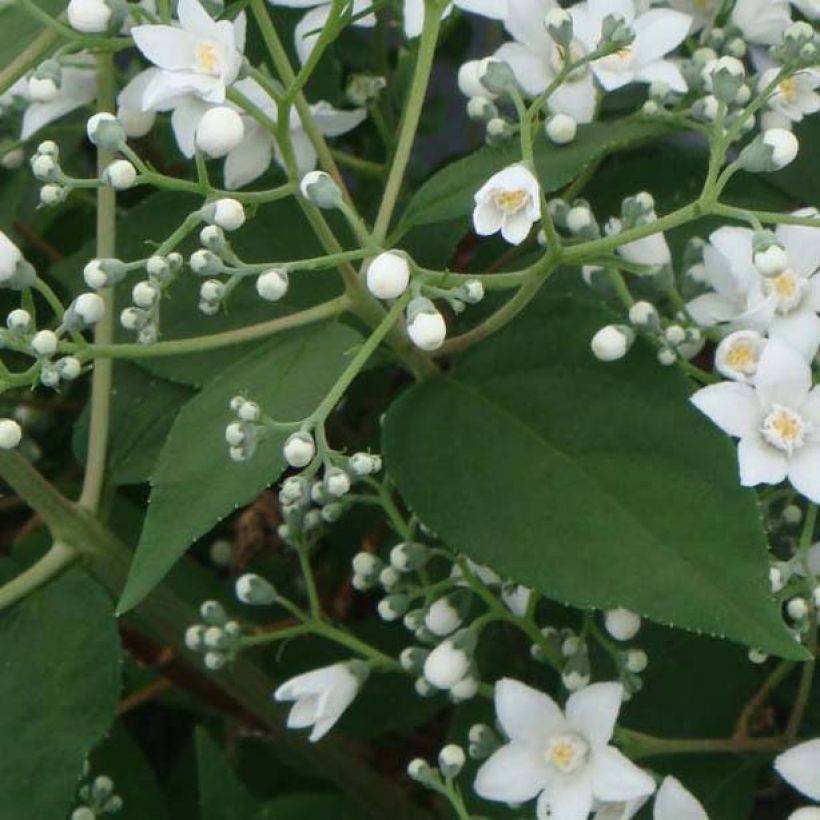 Deutzia setchuenensis Corymbiflora (Feuillage)