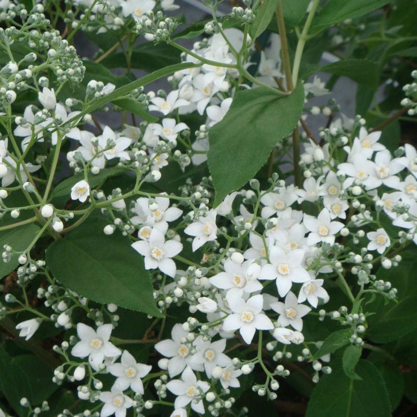 Deutzia setchuenensis Corymbiflora (Floraison)
