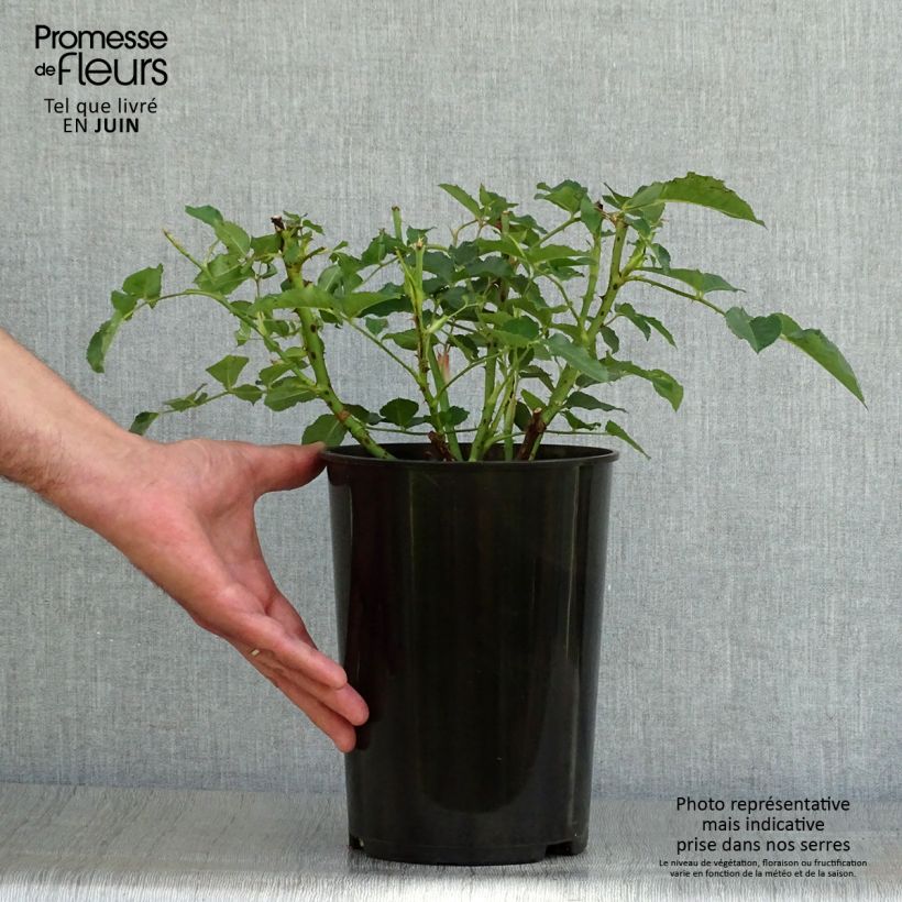 Spécimen de Rosier à grandes fleurs Diamond Jubilee Pot de 4L/5L tel que livré en été