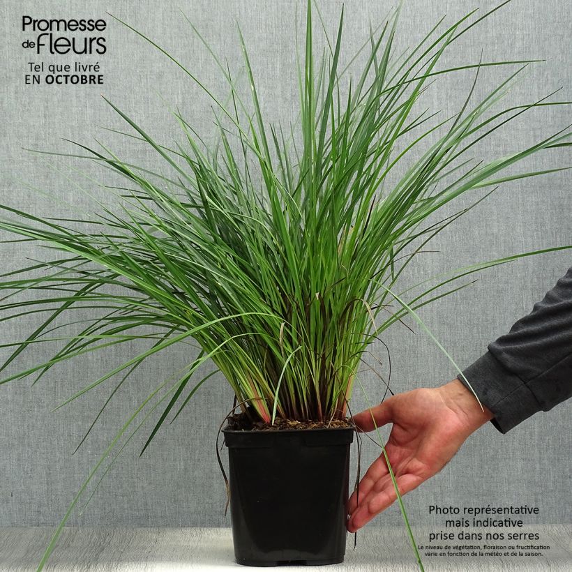 Spécimen de Dianella revoluta Coolvista Pot de 1L/1,5L tel que livré en automne