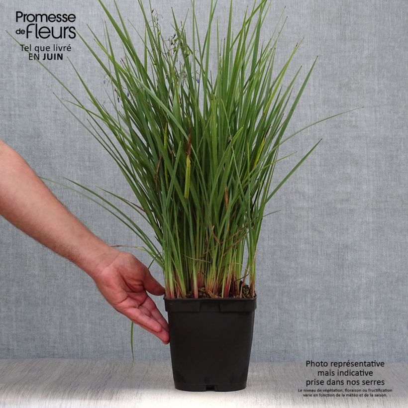 Spécimen de Dianella revoluta Coolvista Pot de 1L/1,5L tel que livré en été